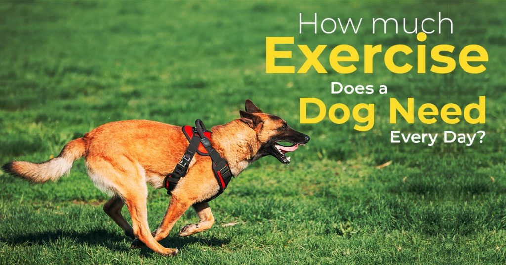 How Much Exercise Does A Dog Needs Every Day