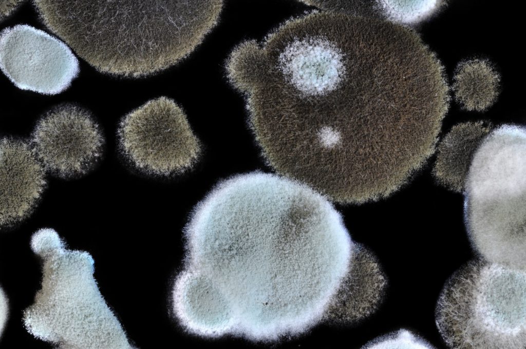 How Can You Benefit From The Services Of A Mold Remediation Company