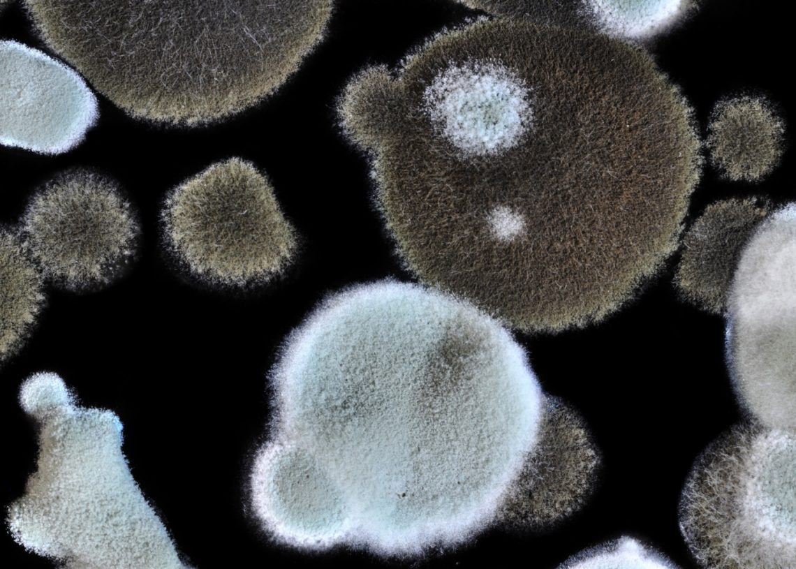 How Can You Benefit From The Services Of A Mold Remediation Company